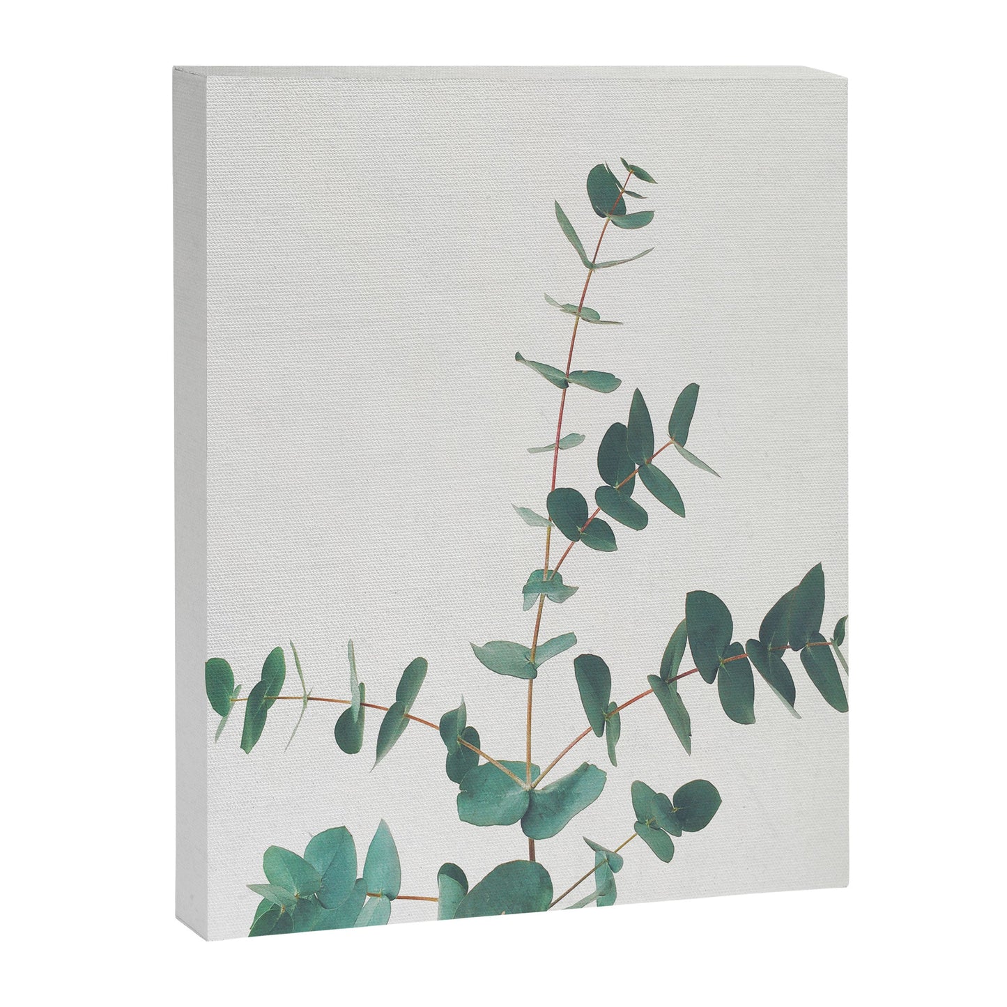 Eucalyptus Canvas Print Gallery Image 5