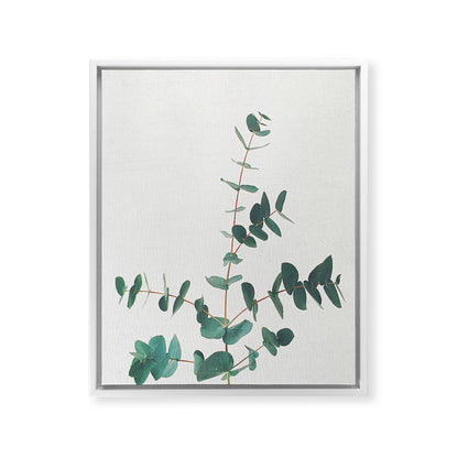 Eucalyptus Framed Canvas Print Gallery Image 32
