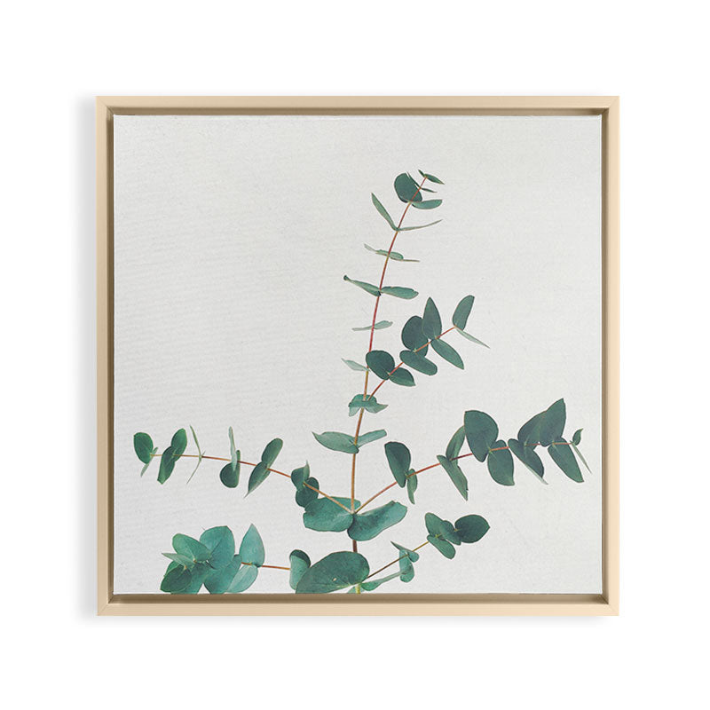 Eucalyptus Framed Canvas Print Gallery Image 20