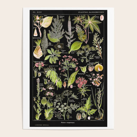 Adolphe Millot - Plantes dangereuses A (dangerous plants A) Poster Gallery Image 1