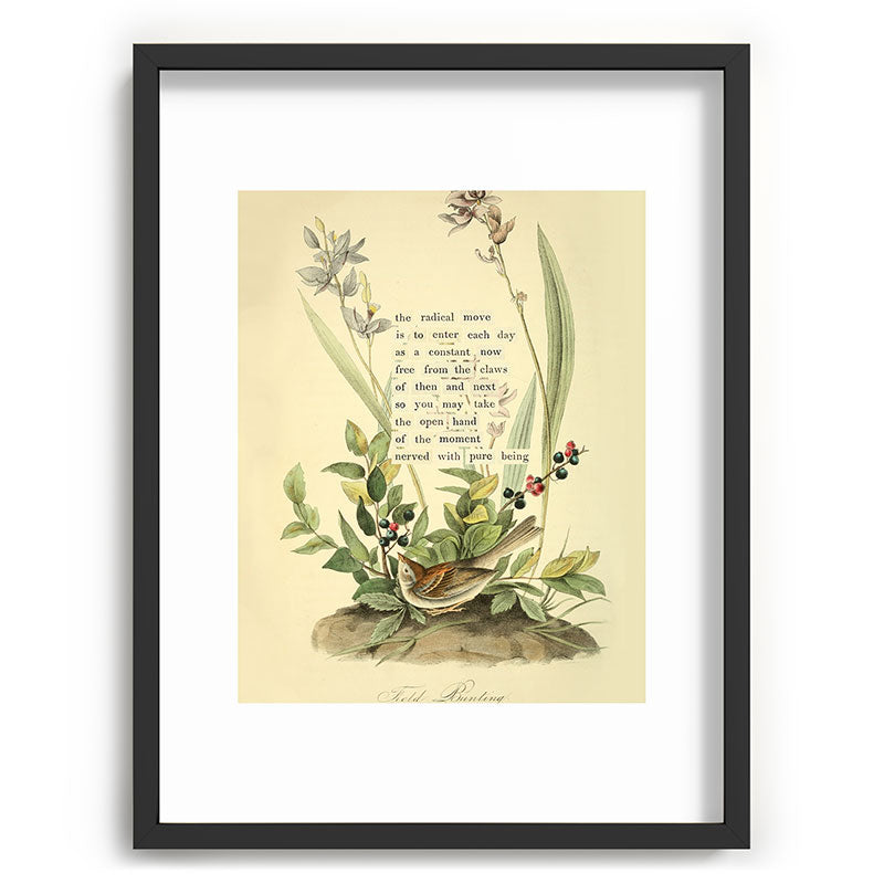 Bird Divinations: Field Bunting (about: almanacofbirds.org) Framed Art Print Gallery Image 61