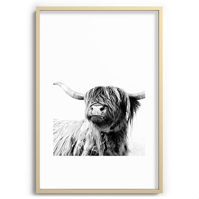 HIGHLAND CATTLE FRIDA Framed Art Print Gallery Image 102